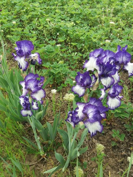  - A Irisi disponibili in 2018