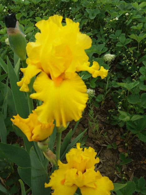  - A Irisi disponibili in 2018