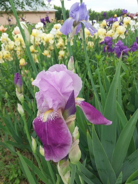  - A Irisi disponibili in 2018