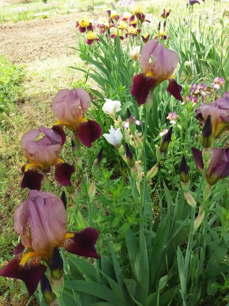  - A Irisi disponibili in 2018