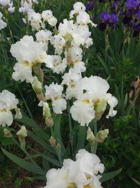  - A Irisi disponibili in 2018