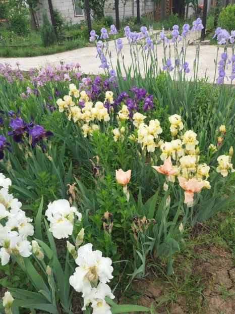  - A Irisi disponibili in 2018