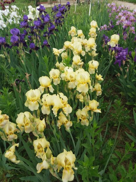  - A Irisi disponibili in 2018