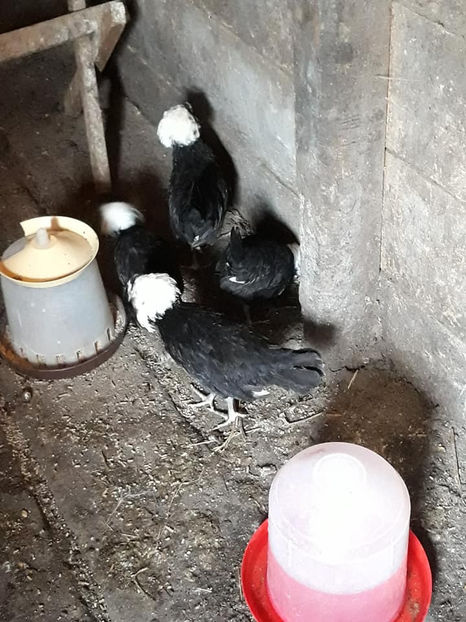  - Moțată olandeză