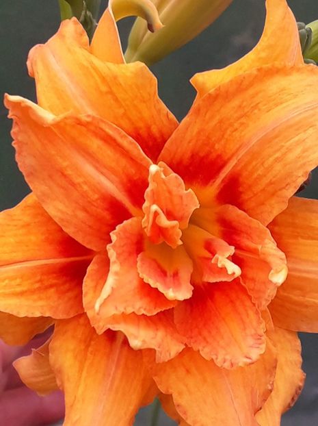 received_2222760714624347 - Florile mele