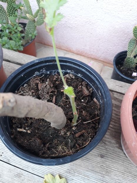  - Pelagonium carnosa