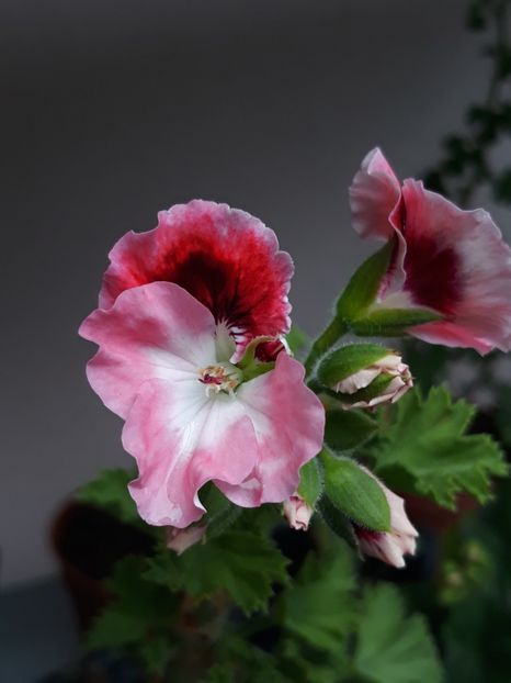  - Englezoaica mea din semințe proprii