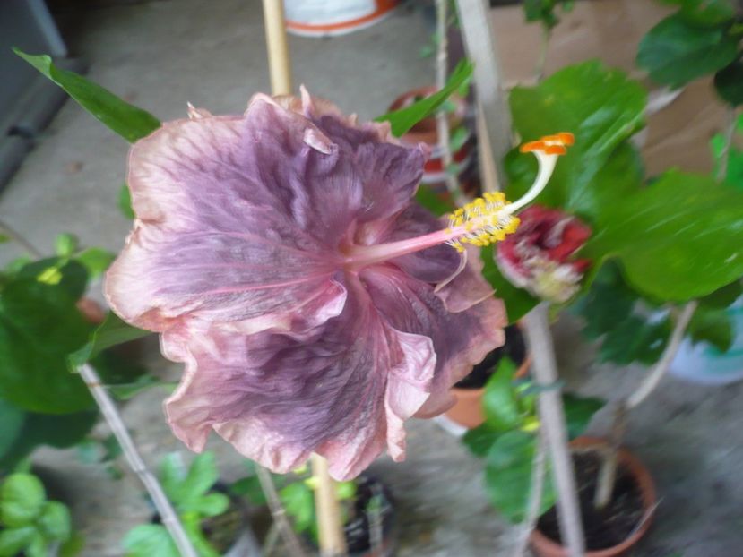 09.07.2018 - HIBISCUSI 2018-2