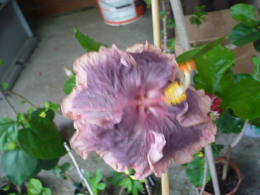 P1380599 - HIBISCUSI 2018-2