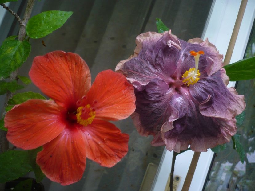 P1380600 - HIBISCUSI 2018-2