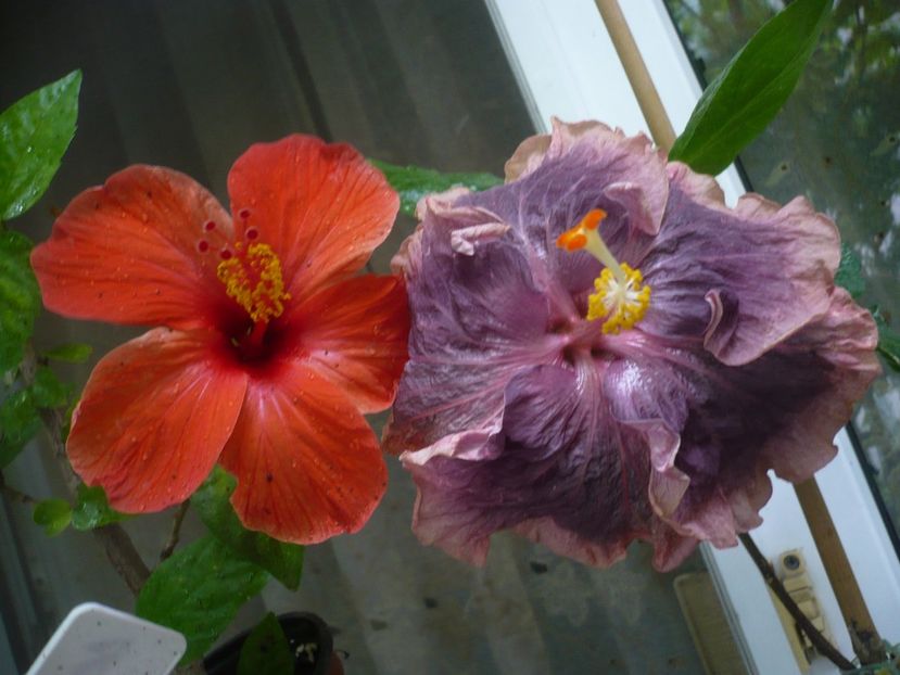 P1380602 - HIBISCUSI 2018-2