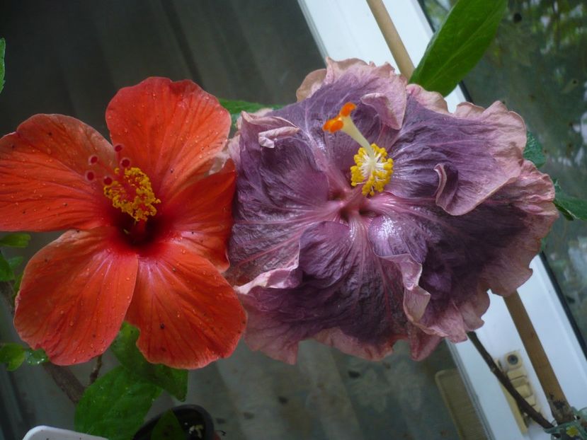 P1380603 - HIBISCUSI 2018-2