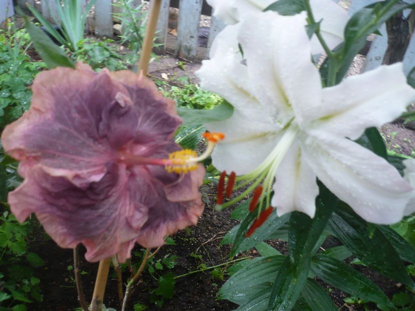 P1380604 - HIBISCUSI 2018-2