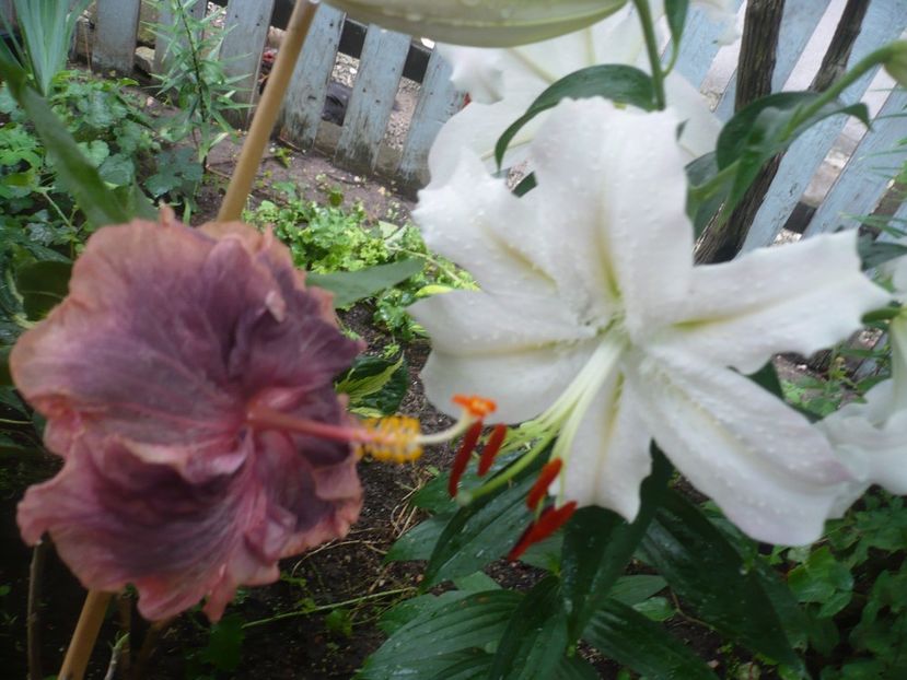 P1380605 - HIBISCUSI 2018-2