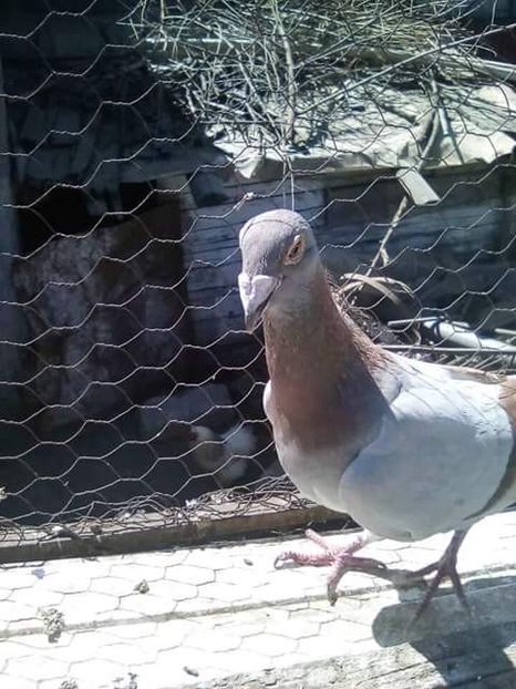  - Voaiajori stil vechi