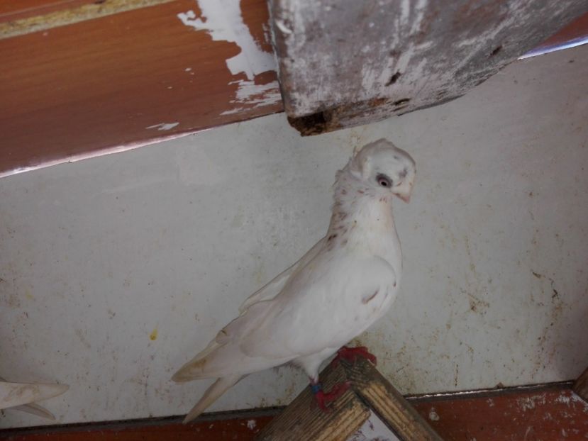 femelă  2018_3 - pui 2018 BM