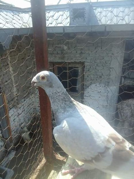  - Voaiajori stil vechi