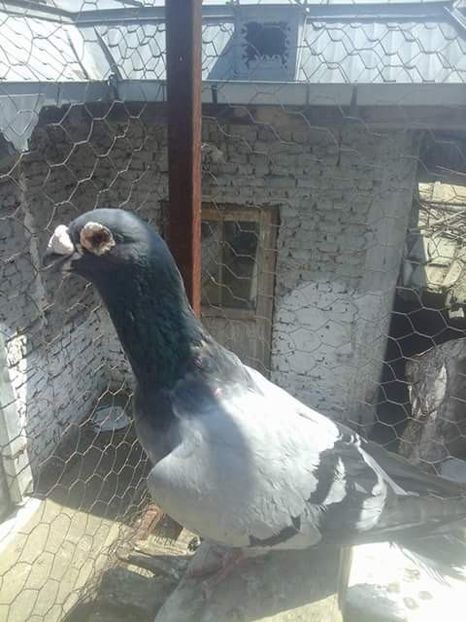  - Voaiajori stil vechi