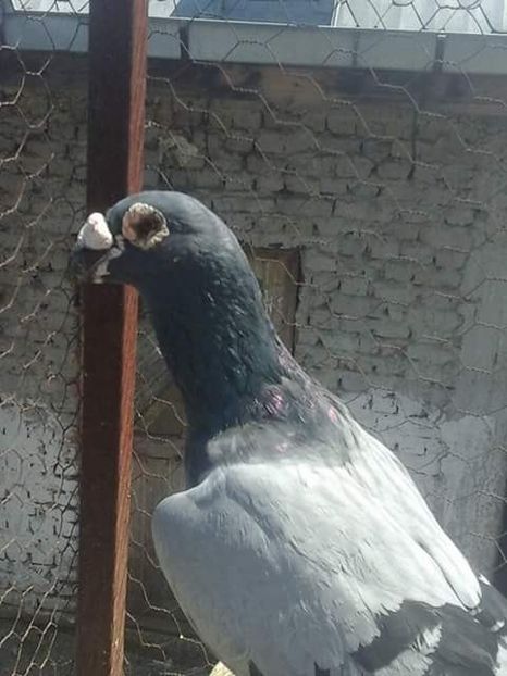  - Voaiajori stil vechi