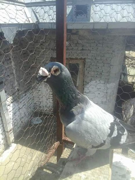  - Voaiajori stil vechi