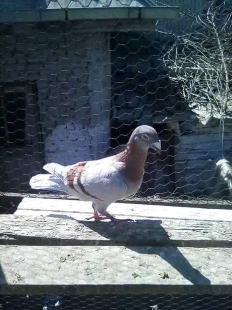  - Voaiajori stil vechi