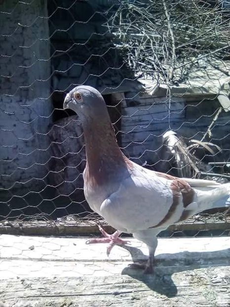  - Voaiajori stil vechi