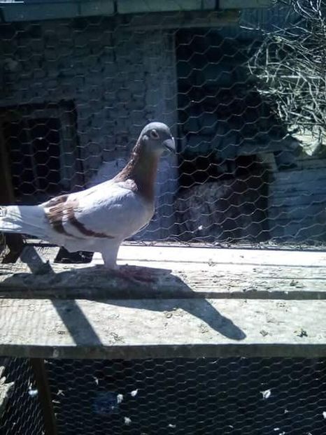  - Voaiajori stil vechi