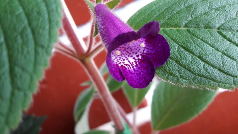 2018 - Ohio Never say never