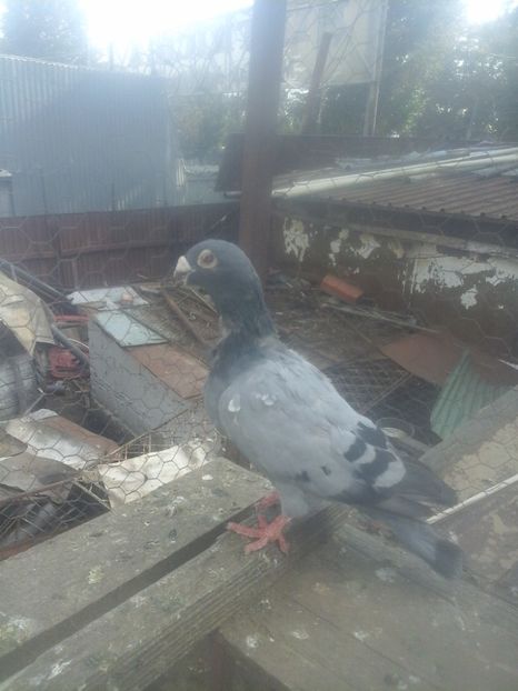  - Voaiajori stil vechi