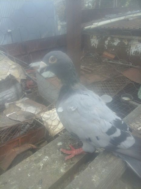  - Voaiajori stil vechi