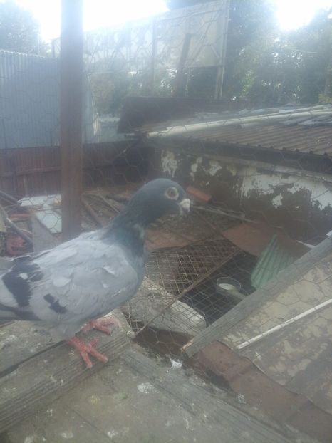  - Voaiajori stil vechi