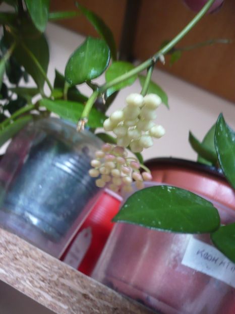 P1380608 - HOYA 2018-1