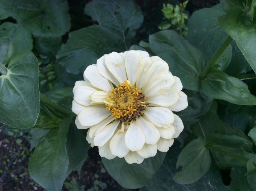 1BB74487-E120-41AF-8C49-CB4C880AFED4 - Plante de gradina 2018