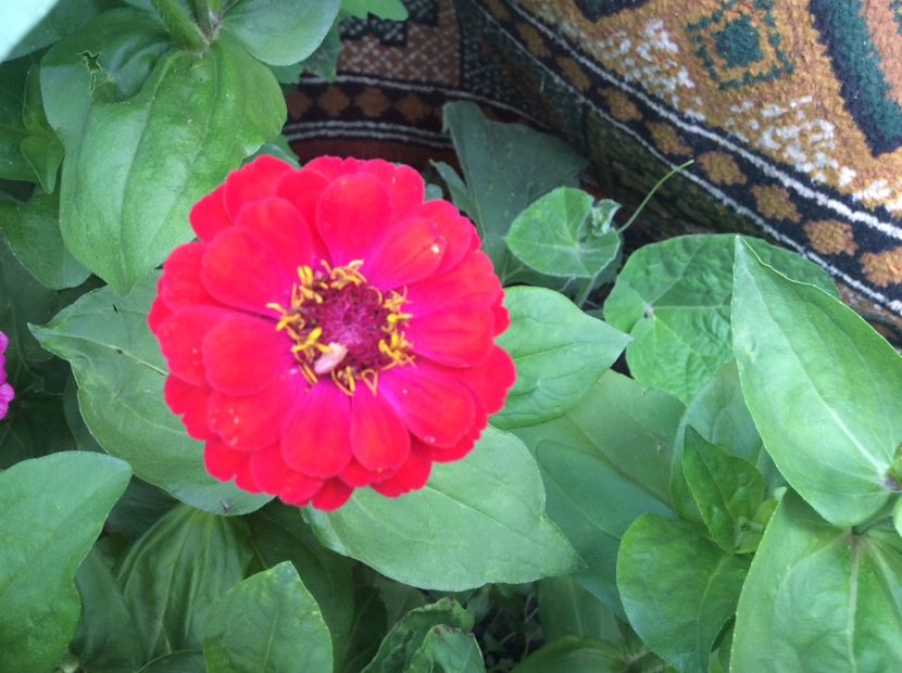 02826D9D-7586-4F5D-AC29-7997472BA439 - Plante de gradina 2018