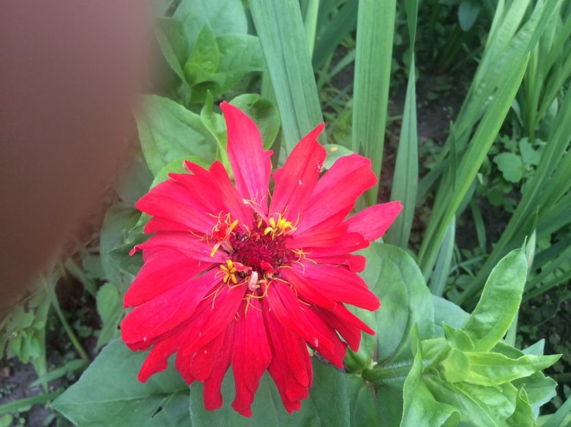 FCA7AB4D-0F52-41B1-9616-85AE8A687CEA - Plante de gradina 2018