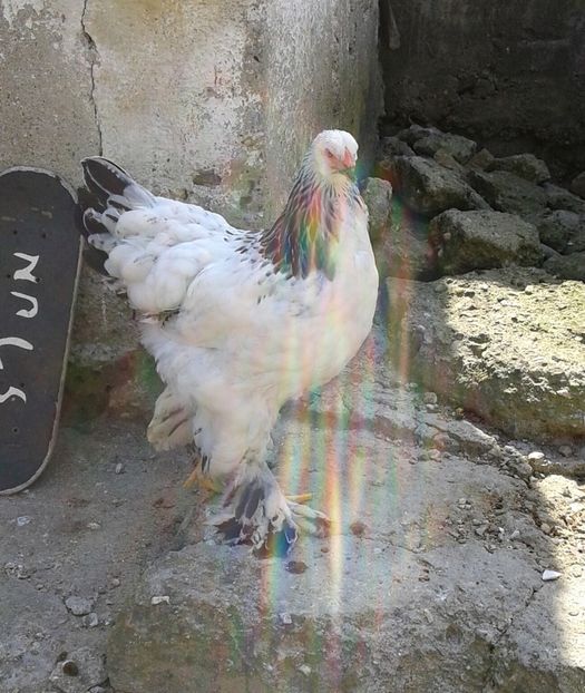 20180707_111052-1 - Pui 2018