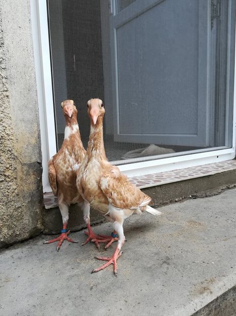  - CARRIER PT MATCA 2019