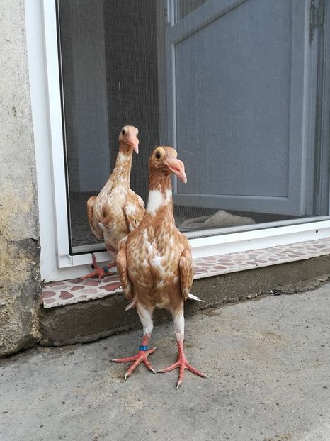  - CARRIER PT MATCA 2019