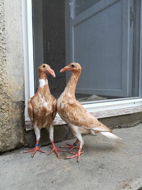  - CARRIER PT MATCA 2019