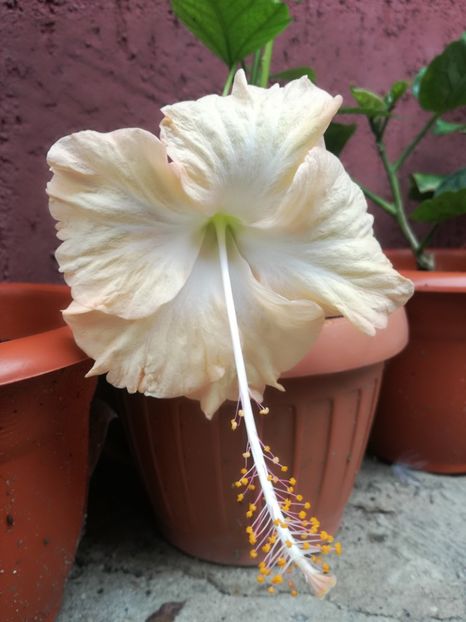  - Hibiscus