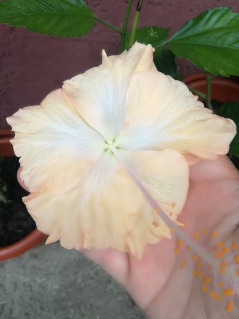  - Hibiscus