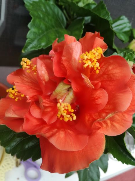 - Hibiscus