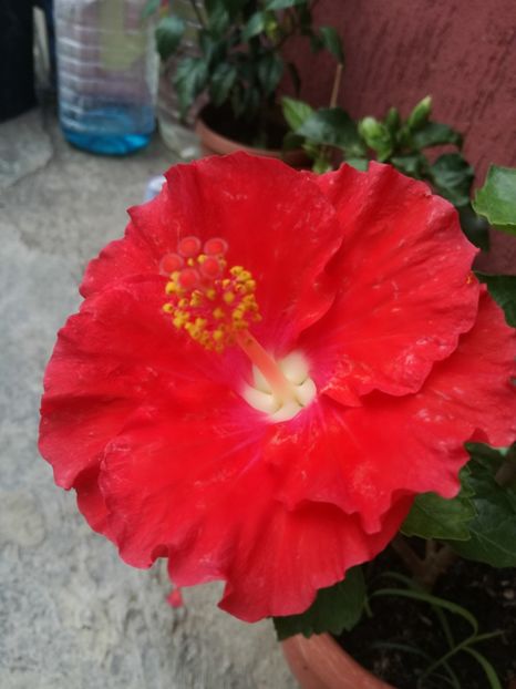  - Hibiscus