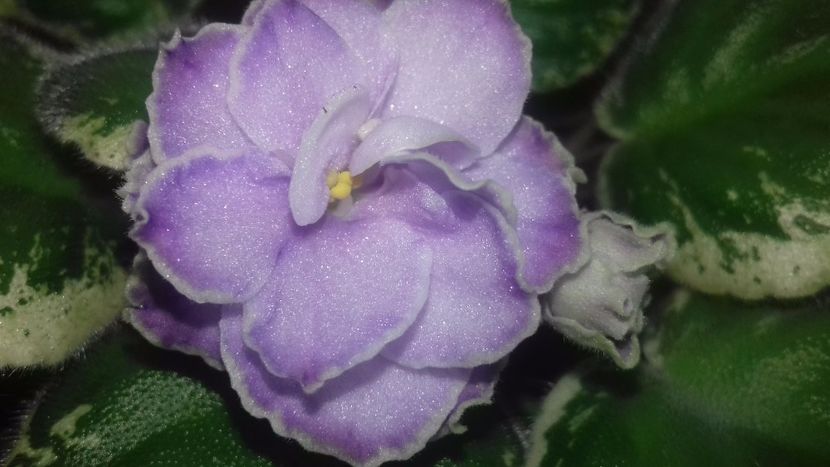  - Buckeye Saucy Irish