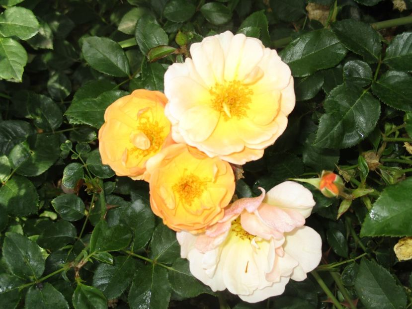 Acoperitor de sol galben - Trandafiri de vanzare toamna 2018