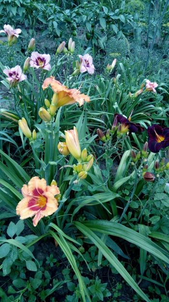  - 2018 Hemerocallisi