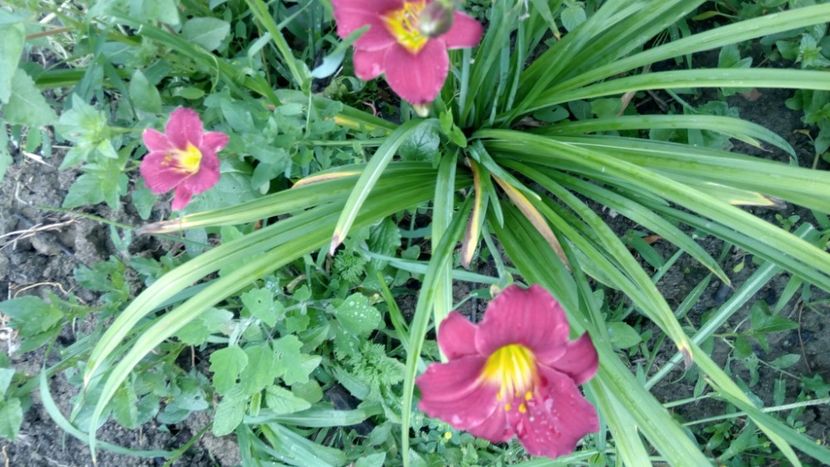  - 2018 Hemerocallisi