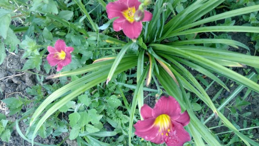  - 2018 Hemerocallisi