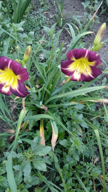  - 2018 Hemerocallisi