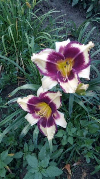  - 2018 Hemerocallisi